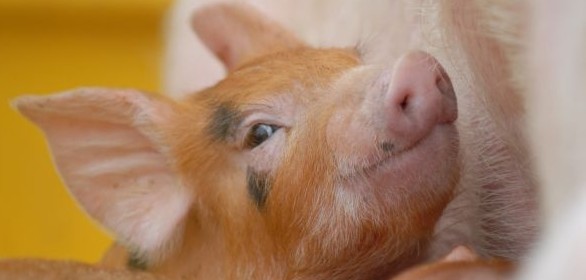 Your Pig sperm volume you tried Thanks for Pig sperm volume